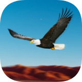 鸟类比赛模拟器老鹰比赛