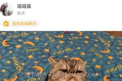 真命天喵v1.14截图