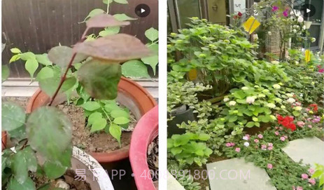 花草坑v1.0.10截图