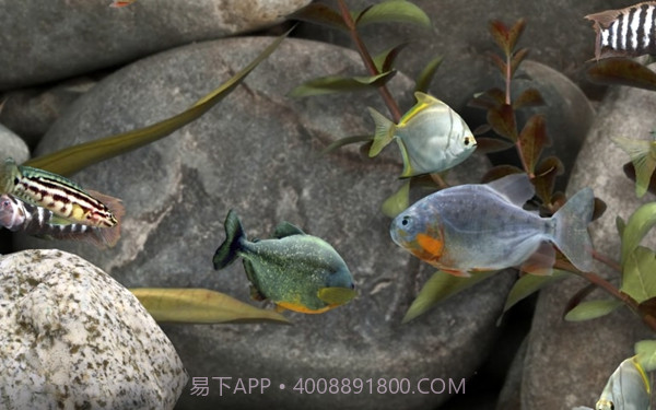 我的水族箱3d2.31.7截图