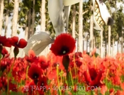 逃离游戏小红帽v1.0.14截图