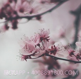 形色植物识别v3.14.18截图