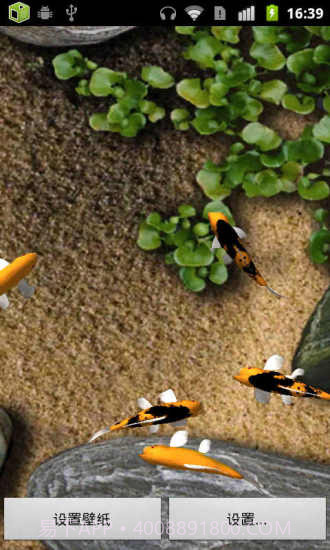 锦鲤动态壁纸1.26截图