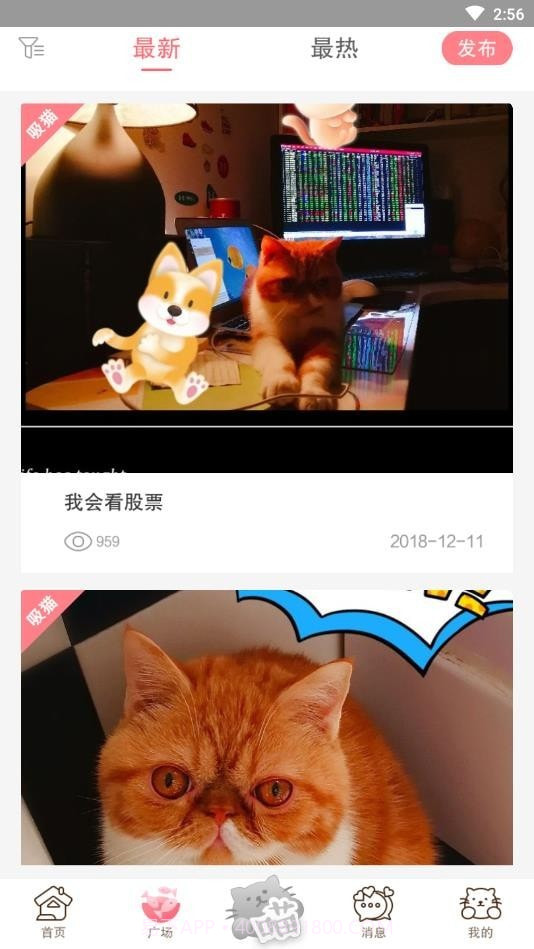 猫咪汇截图3 猫咪汇截图3