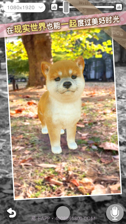 我的梦中情狗截图10 我的梦中情狗截图10