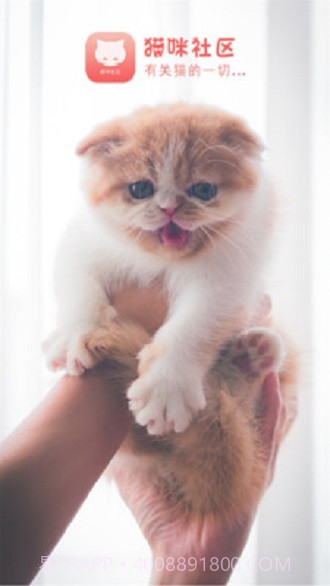 猫咪社区截图1 猫咪社区截图1