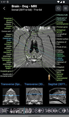 vet Anatomyv3.1.0截图2 vet Anatomyv3.1.0截图2