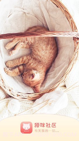 猫咪社区在线截图3 猫咪社区在线截图3