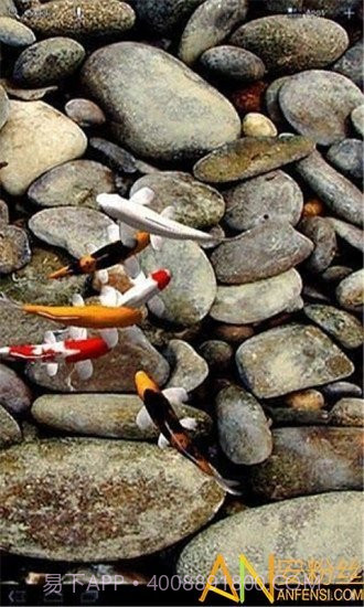 自由锦鲤动态壁纸截图3