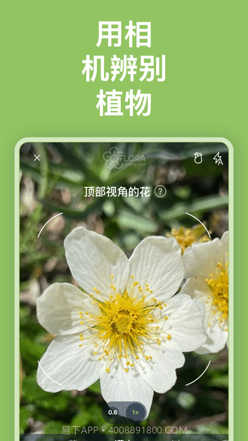 Flora Incognita植物识别截图3