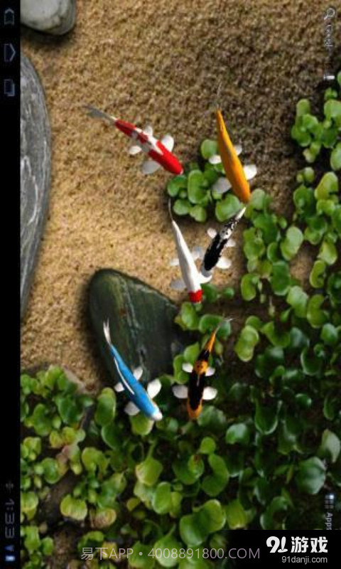 锦鲤3D动态壁纸截图3