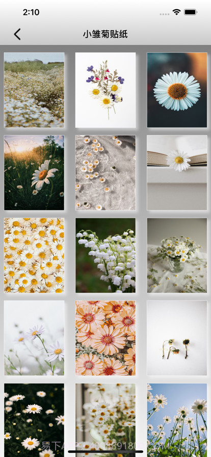 雏菊的二维世界截图1