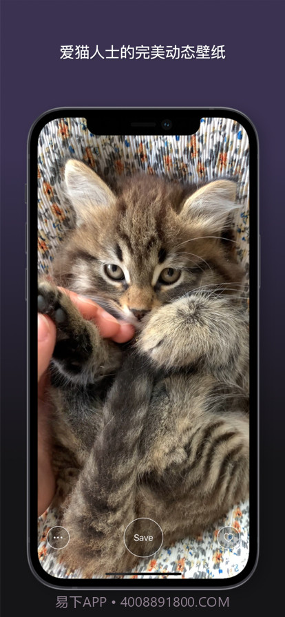 猫动态壁纸截图3