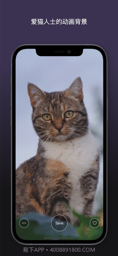 猫动态壁纸截图2