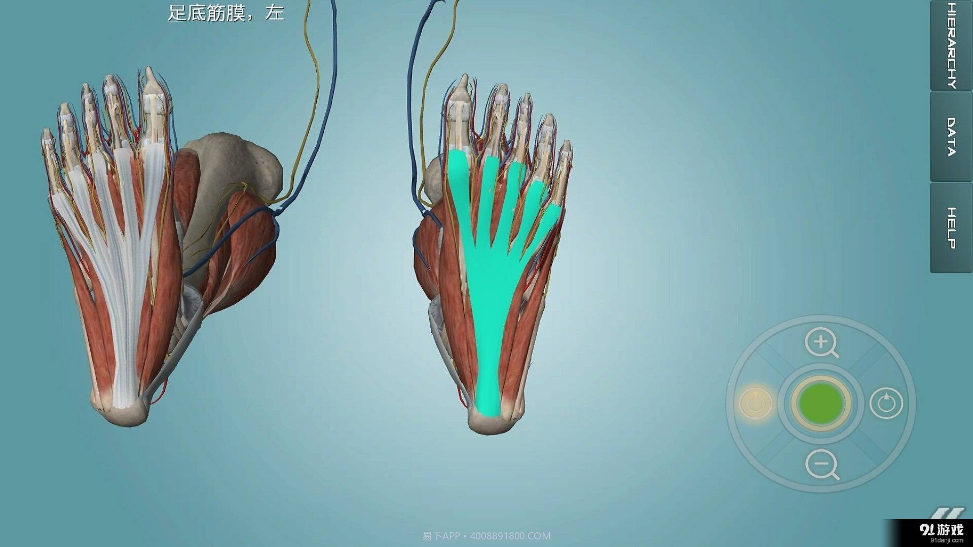 人体解剖学图集截图2