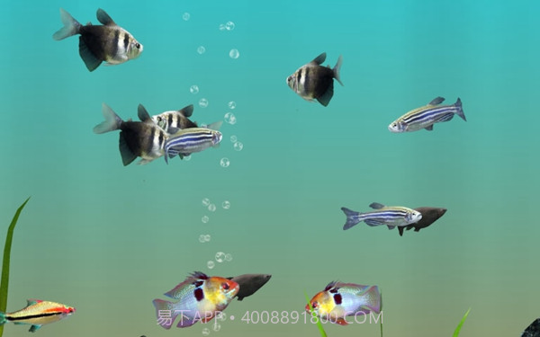 我的水族箱3d截图2