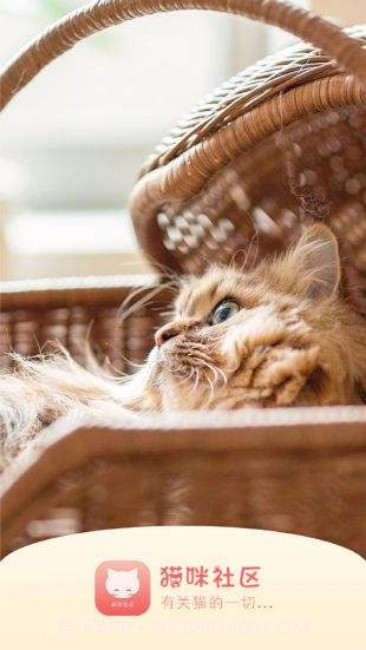 猫咪截图2 猫咪截图2