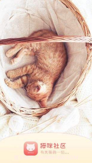 猫咪app截图2 猫咪app截图2