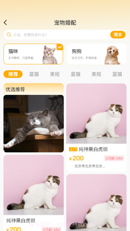 喵鑫球宠物截图1 喵鑫球宠物截图1