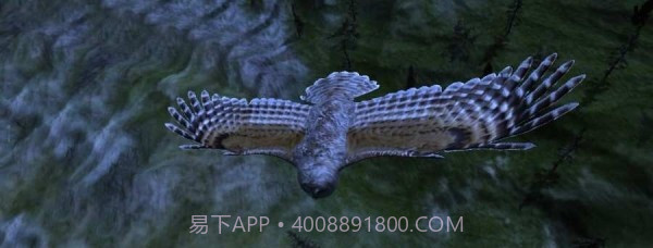 猫头鹰狩猎之旅截图1 猫头鹰狩猎之旅截图1