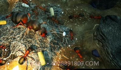 地下蚁国截图3 地下蚁国截图3