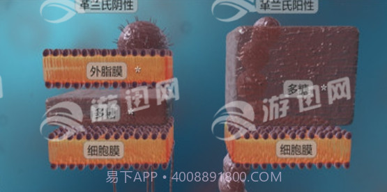 细菌互动教育免费版截图2