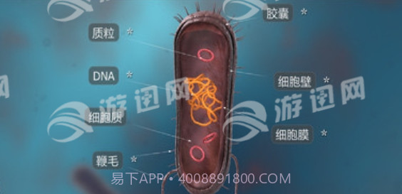 细菌互动教育免费版截图1