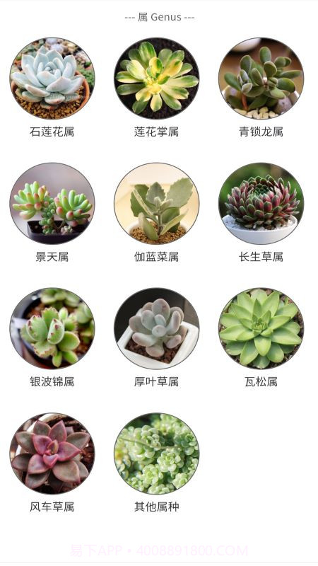 潮句多肉植物汇截图4 潮句多肉植物汇截图4