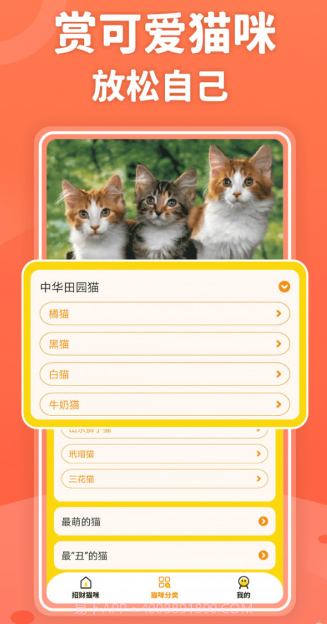 招财进猫截图4