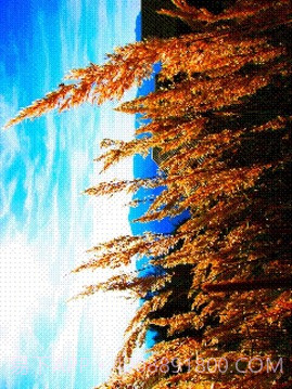 8位风格照片工坊8Bit Photo截图7