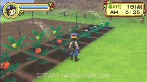 牧场物语蜜糖村与大家的心愿截图2 牧场物语蜜糖村与大家的心愿截图2