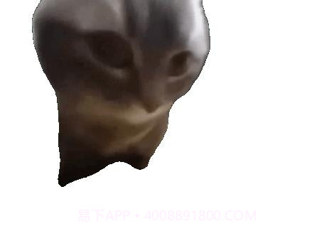 嚼嚼嚼表情包小猫截图3 嚼嚼嚼表情包小猫截图3