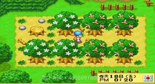 牧场物语精灵驿站中文版截图2 牧场物语精灵驿站中文版截图2