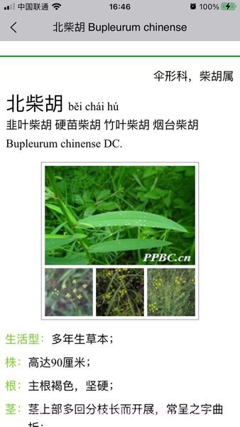 晓草草原植物识别截图3