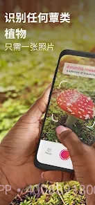 Picture Mushroom蘑菇识别扫一扫截图1